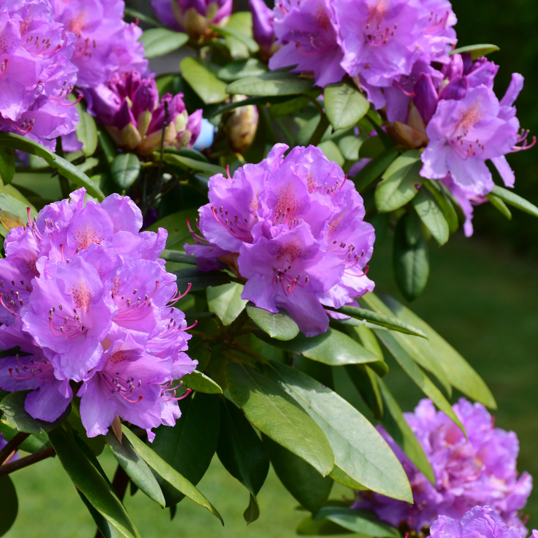 Rhododendron Blütenessenz