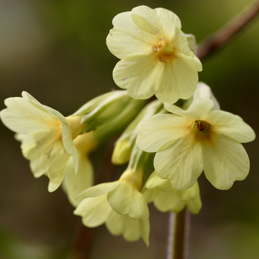 Schlüsselblume Blütenessenz