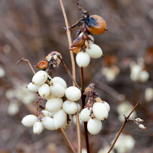 Schneebeere Blütenessenz
